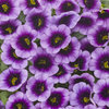 Superbells® Blue Moon Punch™ - Calibrachoa