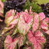 Heart to Heart® 'Blushing Bride' - Sun or Shade Caladium - Caladium hortulanum
