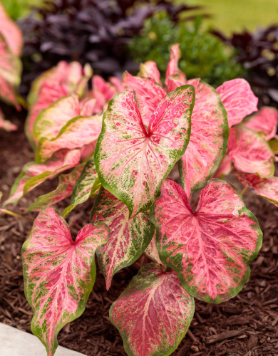 Caladium Annual