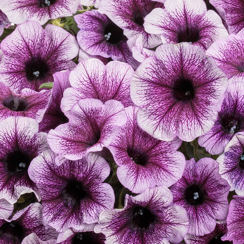 Supertunia® Bordeaux™ II - Petunia  