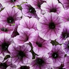 Supertunia® Bordeaux™ II - Petunia