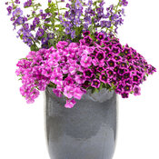 Thumbnail of Patio Container: bouffant_pc.jpg