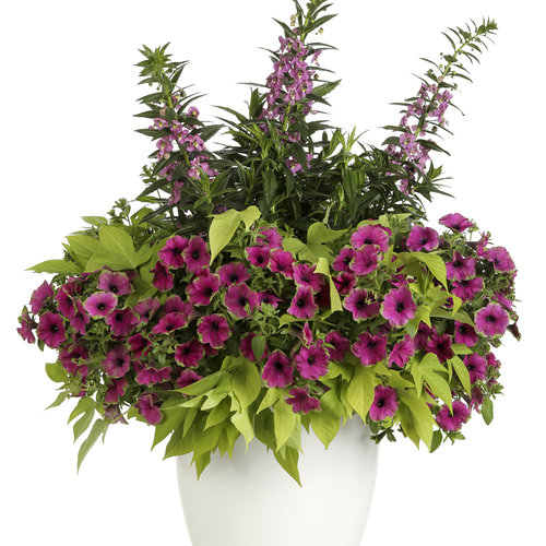 Patio Container: breathless_410_denver_2017_img-0195.jpg