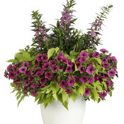 Thumbnail of Patio Container: breathless_410_denver_2017_img-0195.jpg
