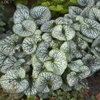 'Jack Frost' - Heartleaf Brunnera, Siberian Bugloss - Brunnera macrophylla