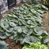 'Jack of Diamonds' - Heartleaf Brunnera - Brunnera macrophylla