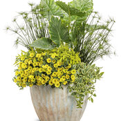 Thumbnail of Patio Container: brushstrokes.jpg