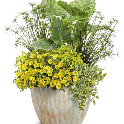 Patio Container: brushstrokes.jpg