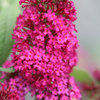 'Miss Molly' - Butterfly Bush - Buddleia x