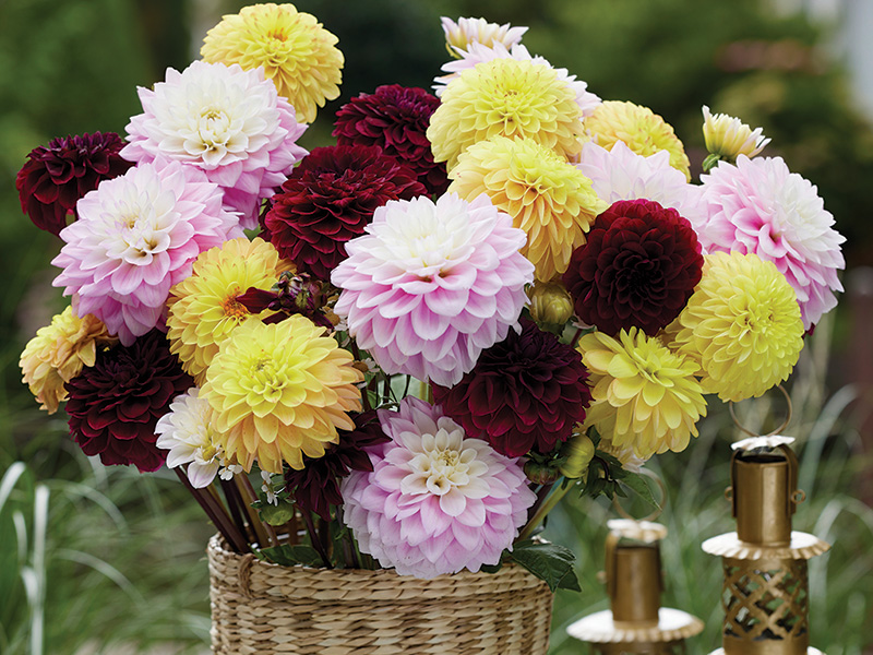 burgundy-blush-dahlias