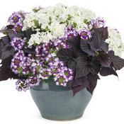 Thumbnail of Patio Container: Butterfly Beauty