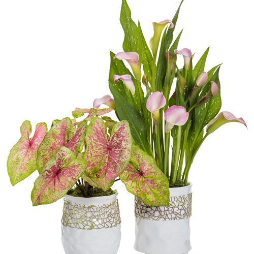 Beauty Shot: caladium_and_zantedeschia_gift_duo_b-01.jpg