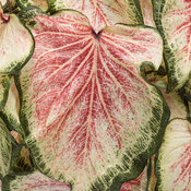 Thumbnail of Heart to Heart® 'Bold 'N Beautiful' - Sun and Shade Caladium - Caladium hortulanum