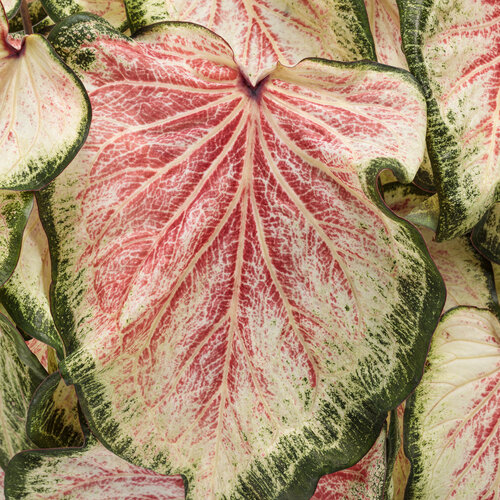 Heart to Heart® 'Bold 'N Beautiful' - Sun and Shade Caladium - Caladium hortulanum