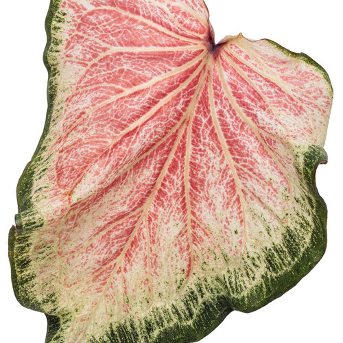 Cut-out: Heart to Heart® 'Bold 'N Beautiful' - Sun and Shade Caladium