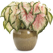 Thumbnail of Beauty Shot: Heart to Heart® 'Bold 'N Beautiful' - Sun and Shade Caladium