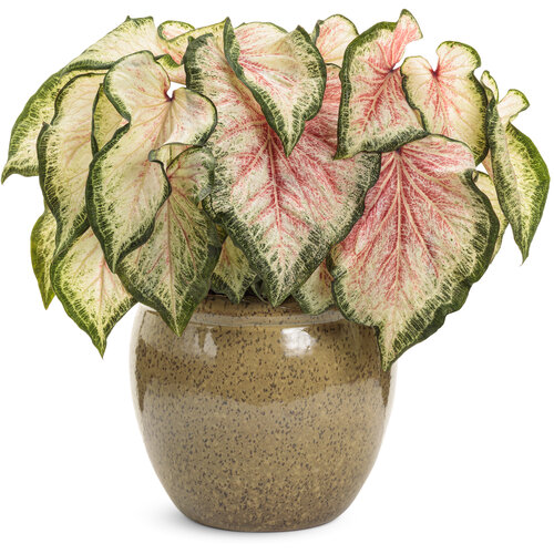 Beauty Shot: Heart to Heart® 'Bold 'N Beautiful' - Sun and Shade Caladium