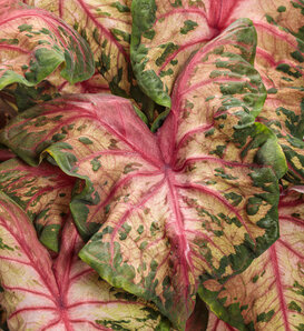 Heart to Heart® 'Clowning Around' - Shade Caladium - Caladium hortulanum