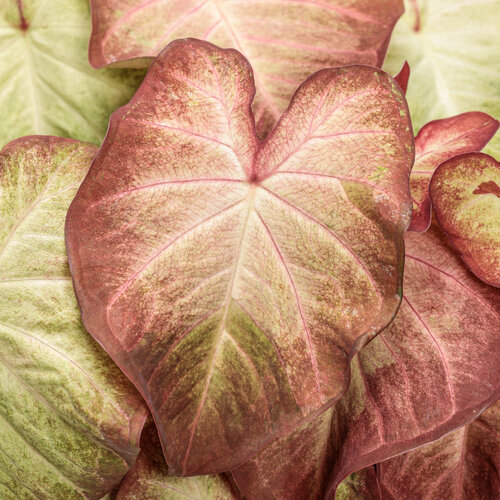 Heart to Heart® Crème Brulee - shade caladium - Caladium hortulanum