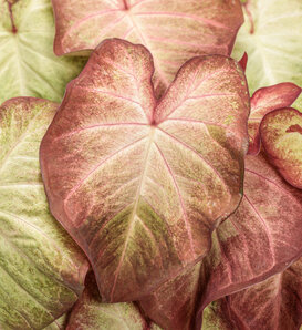 Heart to Heart® Crème Brulee - shade caladium - Caladium hortulanum