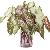 Thumbnail of Cut flowers: caladium_heart_to_heart_cut_arrangment_02.jpg