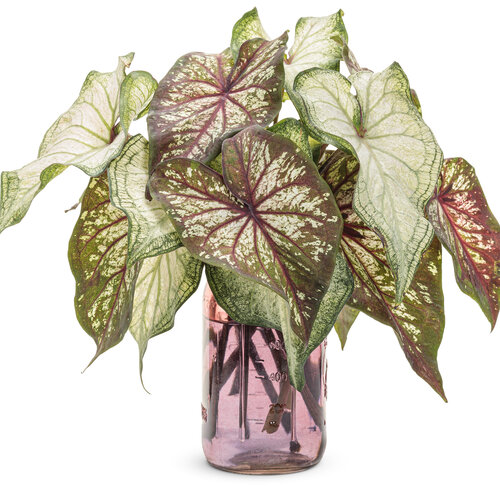 Cut flowers: caladium_heart_to_heart_cut_arrangment_02.jpg