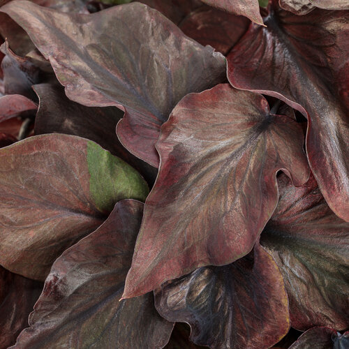 Heart to Heart® Midnight Oil - Sun and Shade Caladium - Caladium hortulanum