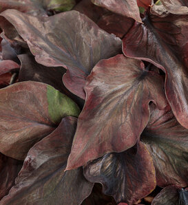 Heart to Heart® Midnight Oil - Sun and Shade Caladium - Caladium hortulanum