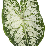 Thumbnail of Cut-out: caladium_heart_to_heart_snow_flurry_macro_03.jpg