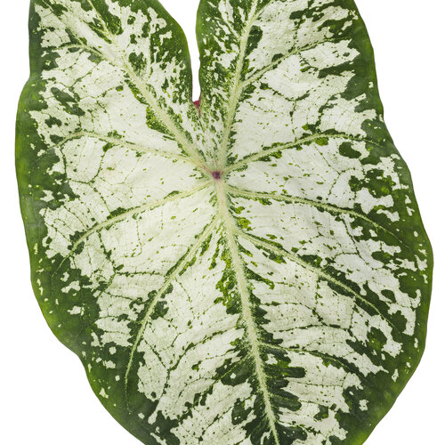 Cut-out: caladium_heart_to_heart_snow_flurry_macro_03.jpg