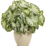 Thumbnail of Beauty Shot: caladium_heart_to_heart_snow_flurry_mono.jpg