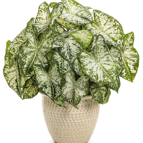 Beauty Shot: caladium_heart_to_heart_snow_flurry_mono.jpg