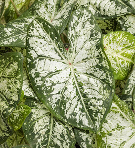 Heart to Heart® Snow Flurry - Shade Caladium - Caladium hortulanum