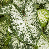 Thumbnail of Heart to Heart® Snow Flurry - Shade Caladium - Caladium hortulanum
