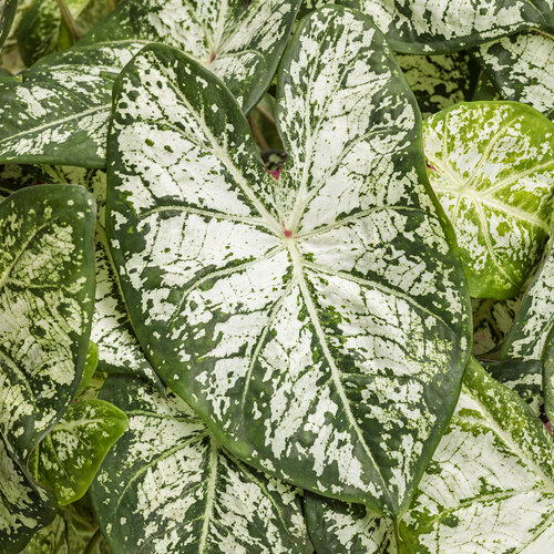 Snow Flurry caladium
