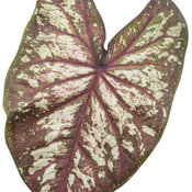 Thumbnail of Cut-out: Heart to Heart® 'Xplosion'