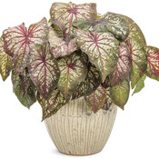 Thumbnail of Beauty Shot: Heart to Heart® 'Xplosion'