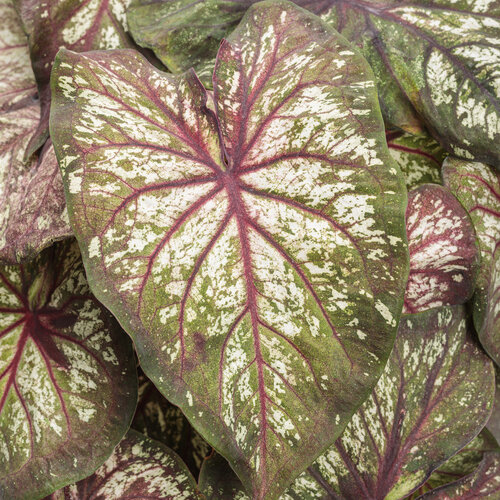 Heart to Heart® 'Xplosion' - Sun and Shade Caladium - Caladium hortulanum