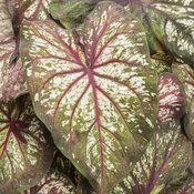 Thumbnail of Heart to Heart® 'Xplosion' - Sun and Shade Caladium - Caladium hortulanum