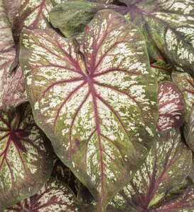 Heart to Heart® 'Xplosion' - Sun and Shade Caladium - Caladium hortulanum