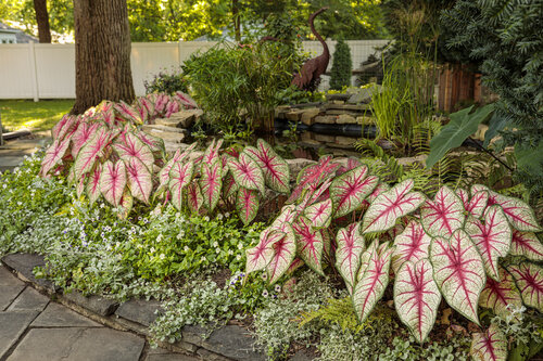 caladium_pond
