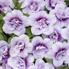 Superbells® Double Twilight™ - Double Calibrachoa - Calibrachoa