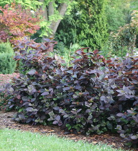 Red Zeppelin® - Sweetshrub - Calycanthus floridus