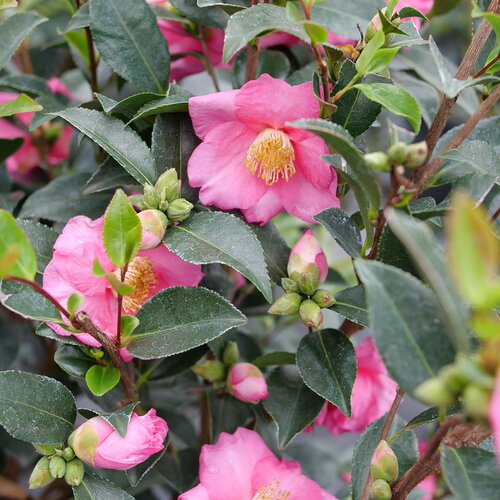 Warm Hearted<sup>™</sup> Pink Camellia x sasanqua