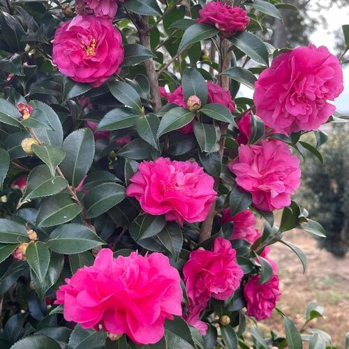 BERRY SCAPE<sup>™</sup> Aronia arbutifolia Warm Hearted<sup>™</sup> Pink Camellia x sasanqua Warm Hearted Pink camellia delivers bright pink blooms with cheerful yellow centers on an upright, slightly taller-than-wide form. Flowers stay clean and attractive for a long time, and the plant offers excellent heat tolerance, making it a standout choice for prominent garden spots for gardeners in warm climates. Top reasons to grow Warm Hearted Pink camellia: Heat tolerant Long-lasting blooms Striking pink-and-yellow coloring Zone 7-10 Part shade KODIAK JET BLACK<sup>™</sup> DiervillaWarm Hearted<sup>™</sup> Ruby Camellia x sasanqua