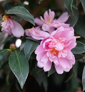 Just Chill® Double Pink - Camellia x