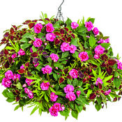 Thumbnail of Hanging Basket: Capri Berry