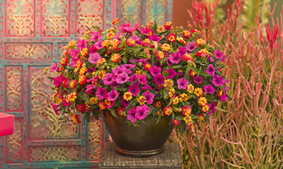 container gardening