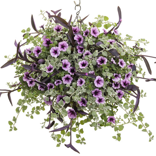 Hanging Basket: carousel_queen.jpg