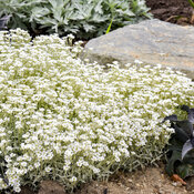 Thumbnail of 'Cloud Cover' - Snow in Summer - Cerastium tomentosum